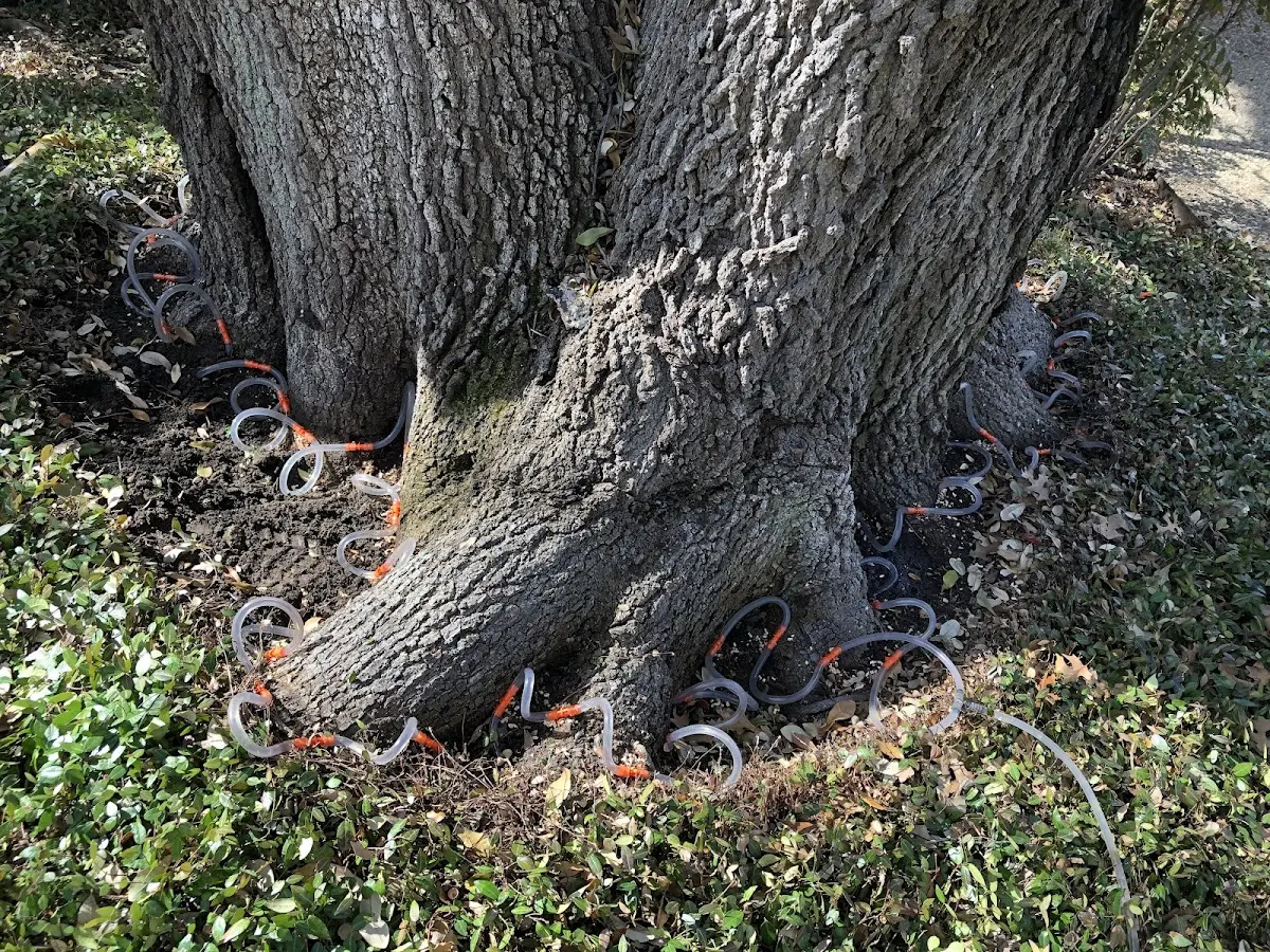 Detailed Tree Cabling and Bracing job site in Reading