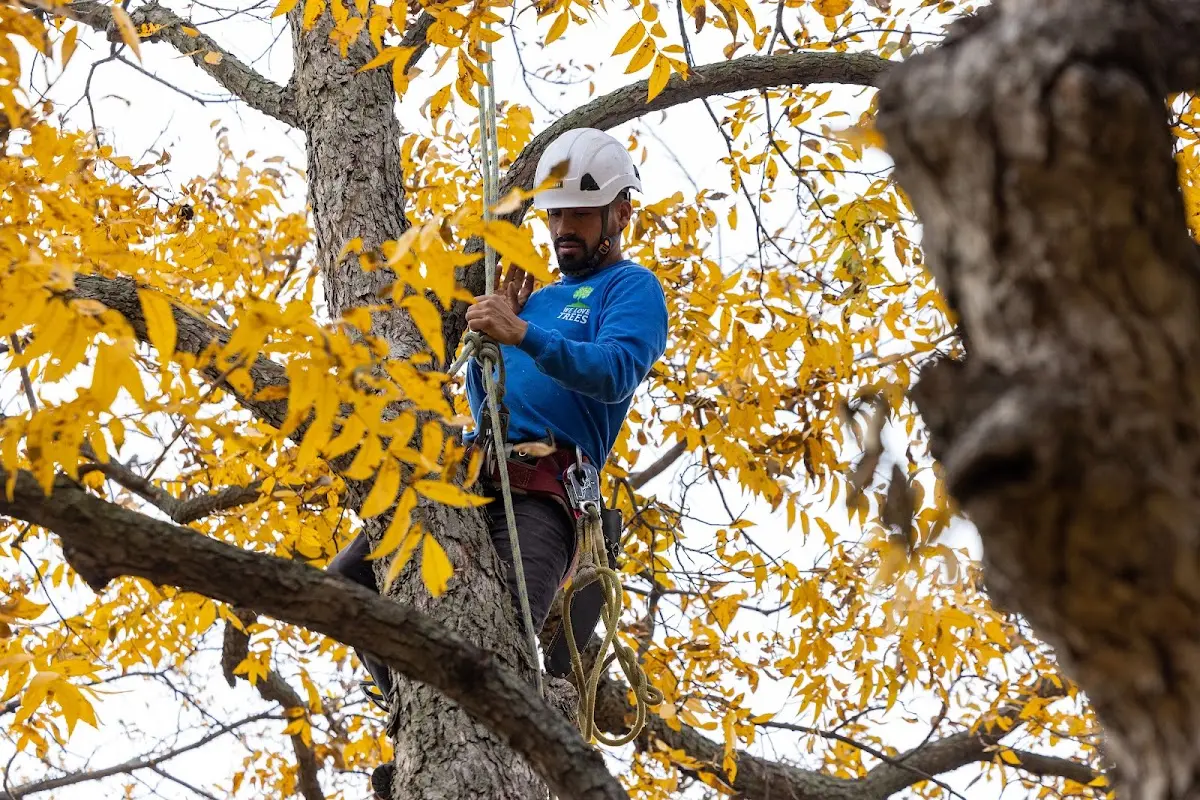Skilled Tree Pruning crew working in Reading